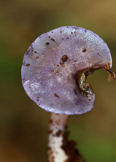 Spotted Cort - Cortinarius iodes Purple, broadly convex cap with white spots near the center. The gills were attached to the stem, nearly distant, pale purple, and had cinnamon cortina remnants. Short gills were frequent. Stipe was silvery lilac, it had a rusty ring zone, and white basal mycelium.

Habitat: Growing on the ground in a mixed forest.
https://www.jungledragon.com/image/69973/spotted_cort_-_cortinarius_iodes.html Cortinarius iodes,Geotagged,Spotted cort,Summer,United States