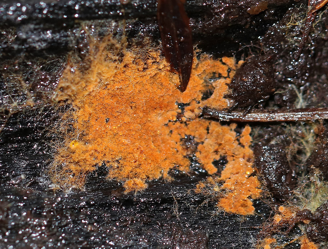 Trentepohlia umbrina I thought this was a fungus, but it turns out that it is a  subaerial terrestrial microalga.  It gets dispersed in the air and makes its home on tree bark, especially pine.  This species is an epiphyte, so it does no harm to its host. The orange color is due to the presence of beta carotene.<br />
<br />
Habitat: Growing under the bark of a pine tree (Pinus sp.). Fall,Geotagged,Trentepohlia,Trentepohlia umbrina,United States,alga,algae