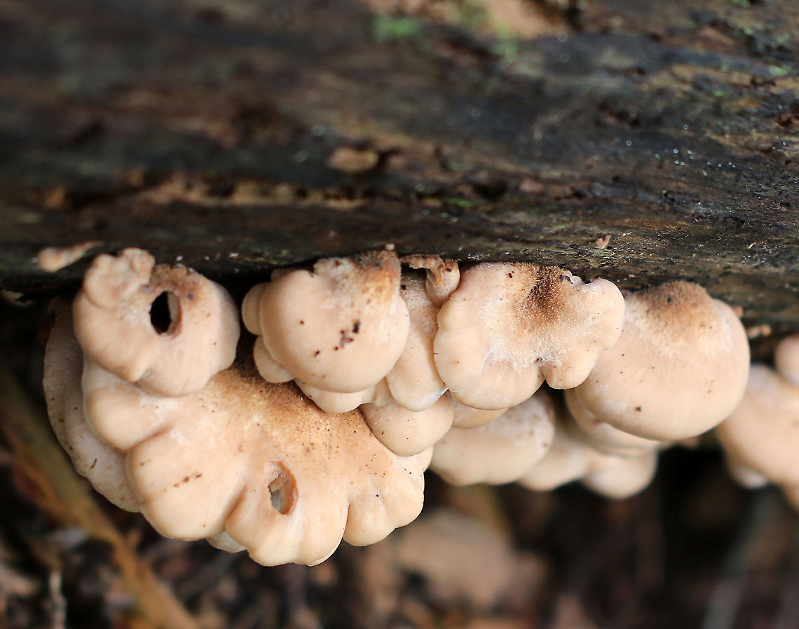 Bear Paws - Lentinellus ursinus Tan, semi-circular caps with irregular, inrolled margins. They had dark brown fuzz near the base. No stems. Gills were close and whitish.<br />
<br />
Habitat: Growing on rotting, decorticated wood in a mostly deciduous forest.<br />
<figure class="photo"><a href="https://www.jungledragon.com/image/69984/bear_paws_-_lentinellus_ursinus.html" title="Bear Paws - Lentinellus ursinus"><img src="https://s3.amazonaws.com/media.jungledragon.com/images/3232/69984_thumb.jpg?AWSAccessKeyId=05GMT0V3GWVNE7GGM1R2&Expires=1759968010&Signature=48Kzp%2FtMWhimHNHwSCRT15tfs7w%3D" width="200" height="154" alt="Bear Paws - Lentinellus ursinus Tan, semi-circular caps with irregular, inrolled margins. They had dark brown fuzz near the base. No stems. Gills were close and whitish.<br />
<br />
Habitat: Growing on rotting, decorticated wood in a mostly deciduous forest.<br />
https://www.jungledragon.com/image/69983/bear_paws_-_lentinellus_ursinus.html<br />
https://www.jungledragon.com/image/69985/bear_paws_-_lentinellus_ursinus.html Bear Lentinellus,Geotagged,Lentinellus ursinus,Summer,United States" /></a></figure><br />
<figure class="photo"><a href="https://www.jungledragon.com/image/69985/bear_paws_-_lentinellus_ursinus.html" title="Bear Paws - Lentinellus ursinus"><img src="https://s3.amazonaws.com/media.jungledragon.com/images/3232/69985_thumb.jpg?AWSAccessKeyId=05GMT0V3GWVNE7GGM1R2&Expires=1759968010&Signature=1g1ThvlQxndJLPRDdVniolKz32U%3D" width="102" height="152" alt="Bear Paws - Lentinellus ursinus Tan, semi-circular caps with irregular, inrolled margins. They had dark brown fuzz near the base. No stems. Gills were close and whitish.<br />
<br />
Habitat: Growing on rotting, decorticated wood in a mostly deciduous forest.<br />
https://www.jungledragon.com/image/69983/bear_paws_-_lentinellus_ursinus.html<br />
https://www.jungledragon.com/image/69984/bear_paws_-_lentinellus_ursinus.html Bear Lentinellus,Geotagged,Lentinellus ursinus,Summer,United States" /></a></figure> Bear Lentinellus,Geotagged,Lentinellus,Lentinellus ursinus,Summer,United States
