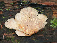 Bear Paws - Lentinellus ursinus Tan, semi-circular caps with irregular, inrolled margins. They had dark brown fuzz near the base. No stems. Gills were close and whitish.<br />
<br />
Habitat: Growing on rotting, decorticated wood in a mostly deciduous forest.<br />
https://www.jungledragon.com/image/69983/bear_paws_-_lentinellus_ursinus.html<br />
https://www.jungledragon.com/image/69985/bear_paws_-_lentinellus_ursinus.html Bear Lentinellus,Geotagged,Lentinellus ursinus,Summer,United States