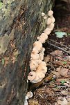 Bear Paws - Lentinellus ursinus Tan, semi-circular caps with irregular, inrolled margins. They had dark brown fuzz near the base. No stems. Gills were close and whitish.<br />
<br />
Habitat: Growing on rotting, decorticated wood in a mostly deciduous forest.<br />
https://www.jungledragon.com/image/69983/bear_paws_-_lentinellus_ursinus.html<br />
https://www.jungledragon.com/image/69984/bear_paws_-_lentinellus_ursinus.html Bear Lentinellus,Geotagged,Lentinellus ursinus,Summer,United States
