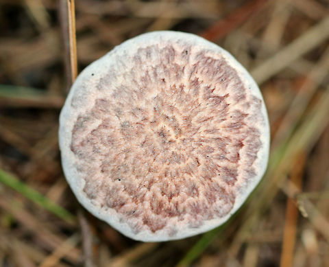 Painted Slipperycap - Suillus spraguei Pinkish, flat cap with an inrolled margin. The cap was covered in fluffy stuff, which gave it an interesting texture. Shaggy stem, veil covering pores, and yellowish flesh.

Habitat: Coniferous forest
https://www.jungledragon.com/image/70051/painted_slipperycap_-_suillus_spraguei.html Geotagged,Painted Slipperycap,Suillus,Suillus spraguei,Summer,United States,fungus,mushroom