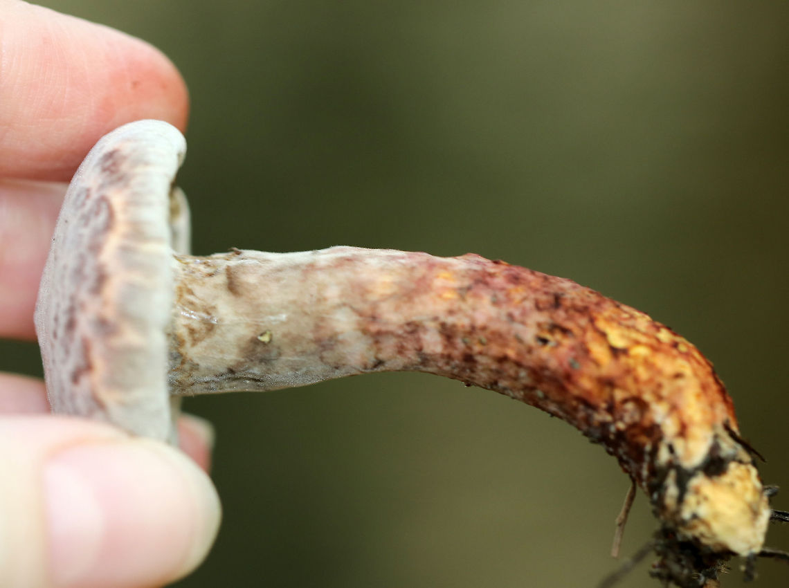 Painted Slipperycap - Suillus spraguei Pinkish, flat cap with an inrolled margin. The cap was covered in fluffy stuff, which gave it an interesting texture. Shaggy stem, veil covering pores, and yellowish flesh.<br />
<br />
Habitat: Coniferous forest<br />
<figure class="photo"><a href="https://www.jungledragon.com/image/70050/painted_slipperycap_-_suillus_spraguei.html" title="Painted Slipperycap - Suillus spraguei"><img src="https://s3.amazonaws.com/media.jungledragon.com/images/3232/70050_thumb.jpg?AWSAccessKeyId=05GMT0V3GWVNE7GGM1R2&Expires=1767225610&Signature=2sjew5qTsC82nm19Zbf9WAiiZLg%3D" width="200" height="164" alt="Painted Slipperycap - Suillus spraguei Pinkish, flat cap with an inrolled margin. The cap was covered in fluffy stuff, which gave it an interesting texture. Shaggy stem, veil covering pores, and yellowish flesh.<br />
<br />
Habitat: Coniferous forest<br />
https://www.jungledragon.com/image/70051/painted_slipperycap_-_suillus_spraguei.html Geotagged,Painted Slipperycap,Suillus,Suillus spraguei,Summer,United States,fungus,mushroom" /></a></figure> Geotagged,Painted slipperycap,Suillus spraguei,Summer,United States