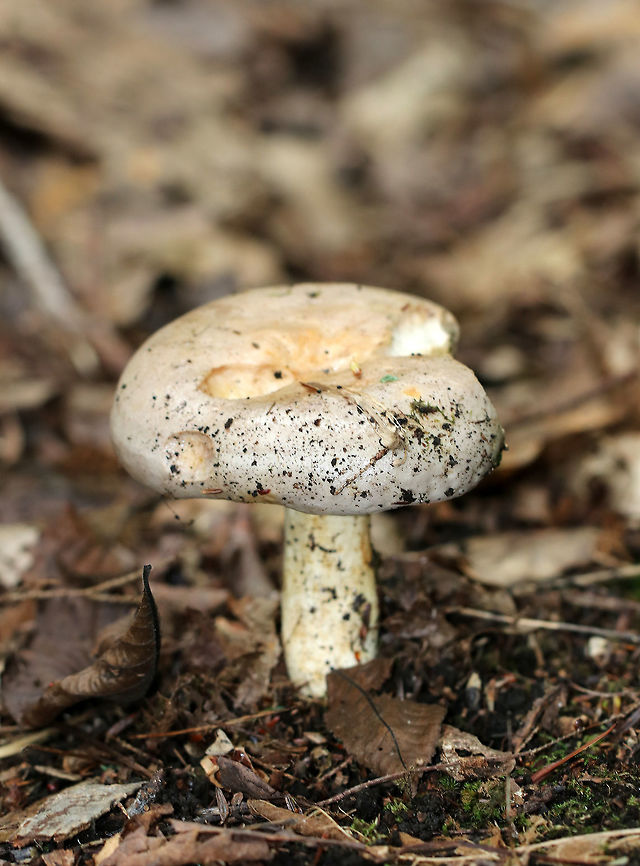 Lactarius argillaceifolius Drab, dirty, lilac brown cap with an inrolled margin. Dingy cream-cinnamon gills that leaked off-white latex. Sticky, pale, stained stem.<br />
<br />
Habitat: Growing on the ground in a mixed forest.<br />
<figure class="photo"><a href="https://www.jungledragon.com/image/70055/lactarius_argillaceifolius.html" title="Lactarius argillaceifolius"><img src="https://s3.amazonaws.com/media.jungledragon.com/images/3232/70055_thumb.jpg?AWSAccessKeyId=05GMT0V3GWVNE7GGM1R2&Expires=1759968010&Signature=0O48rDQImvDYmzn%2B7v9D4mvp1V8%3D" width="200" height="136" alt="Lactarius argillaceifolius Drab, dirty, lilac brown cap with an inrolled margin. Dingy cream-cinnamon gills that leaked off-white latex. Sticky, pale, stained stem.<br />
<br />
Habitat: Growing on the ground in a mixed forest.<br />
https://www.jungledragon.com/image/70054/lactarius_argillaceifolius.html Geotagged,Lactarius argillaceifolius,Summer,United States" /></a></figure> Geotagged,Lactarius,Lactarius argillaceifolius,Summer,United States,milk cap,milkcap,milky cap,mushroom