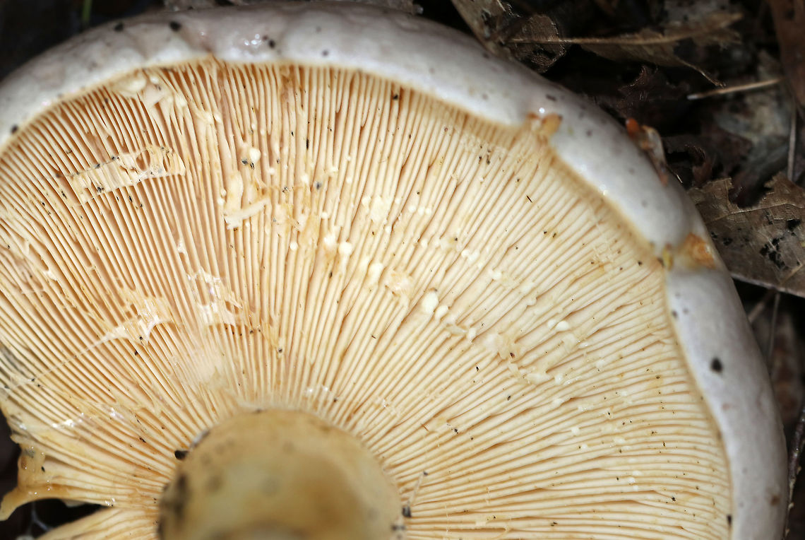 Lactarius argillaceifolius Drab, dirty, lilac brown cap with an inrolled margin. Dingy cream-cinnamon gills that leaked off-white latex. Sticky, pale, stained stem.<br />
<br />
Habitat: Growing on the ground in a mixed forest.<br />
<figure class="photo"><a href="https://www.jungledragon.com/image/70054/lactarius_argillaceifolius.html" title="Lactarius argillaceifolius"><img src="https://s3.amazonaws.com/media.jungledragon.com/images/3232/70054_thumb.jpg?AWSAccessKeyId=05GMT0V3GWVNE7GGM1R2&Expires=1759968010&Signature=sBP9%2BxkIXDzQlAwW%2FqMSjy1YycQ%3D" width="114" height="152" alt="Lactarius argillaceifolius Drab, dirty, lilac brown cap with an inrolled margin. Dingy cream-cinnamon gills that leaked off-white latex. Sticky, pale, stained stem.<br />
<br />
Habitat: Growing on the ground in a mixed forest.<br />
https://www.jungledragon.com/image/70055/lactarius_argillaceifolius.html Geotagged,Lactarius,Lactarius argillaceifolius,Summer,United States,milk cap,milkcap,milky cap,mushroom" /></a></figure> Geotagged,Lactarius argillaceifolius,Summer,United States