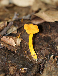 Flame Chanterelle - Craterellus ignicolor Cap yellow and wavy in shape. Lilac/pinkish/tan false gills with frequent forking and cross gills. The stem was yellow. 

Habitat: Growing in a mostly deciduous forest with lots of oak.
https://www.jungledragon.com/image/70057/flame_chanterelle_-_craterellus_ignicolor.html Craterellus ignicolor,Flame Chanterelle,Geotagged,Summer,United States