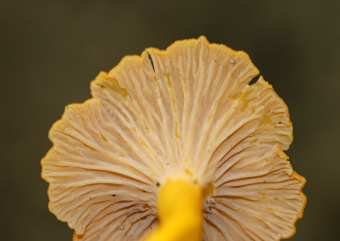 Flame Chanterelle - Craterellus ignicolor Cap yellow and wavy in shape. Lilac/pinkish/tan false gills with frequent forking and cross gills. The stem was yellow. <br />
<br />
Habitat: Growing in a mostly deciduous forest with lots of oak.<br />
<figure class="photo"><a href="https://www.jungledragon.com/image/70056/flame_chanterelle_-_craterellus_ignicolor.html" title="Flame Chanterelle - Craterellus ignicolor"><img src="https://s3.amazonaws.com/media.jungledragon.com/images/3232/70056_thumb.jpg?AWSAccessKeyId=05GMT0V3GWVNE7GGM1R2&Expires=1769040010&Signature=NKFdiFdtNerLxPtFmeiTwXYO3y0%3D" width="118" height="152" alt="Flame Chanterelle - Craterellus ignicolor Cap yellow and wavy in shape. Lilac/pinkish/tan false gills with frequent forking and cross gills. The stem was yellow. <br />
<br />
Habitat: Growing in a mostly deciduous forest with lots of oak.<br />
https://www.jungledragon.com/image/70057/flame_chanterelle_-_craterellus_ignicolor.html Craterellus ignicolor,Flame Chanterelle,Geotagged,Summer,United States" /></a></figure> Craterellus ignicolor,Flame Chanterelle,Geotagged,Summer,United States