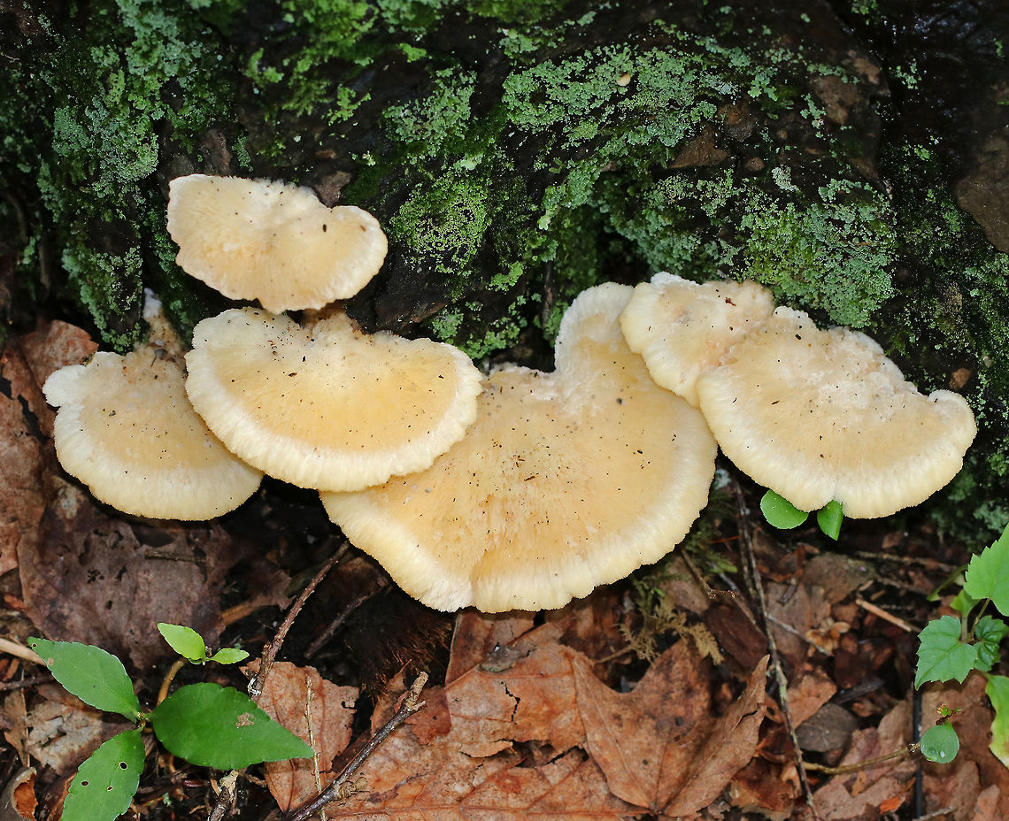 Climacocystis borealis Fruiting bodies were yellowish with pale yellow around the margin of the caps. They were very hairy and soft. The pores were white with irregular and angular pore openings. This fungus is saprophytic and parasitic. It causes butt rot and root rot of conifers, and it continues as a saprobe on dead roots and stumps.<br />
<br />
Habitat: Rotting wood in a mixed forest Climacocystis,Climacocystis Borealis,Climacocystis borealis,Geotagged,Summer,United States