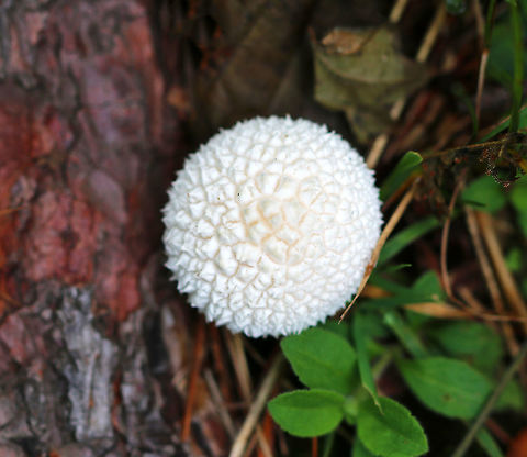 Peeling Puffball - Leptocoris tagalicus Round puffball with whitish spines that protrude individually, and often aggregate at their tips into pointed scales. As they mature, their spines slough off in patches, rather than individually as other puffballs do.

Habitat: Mixed forest Geotagged,Lycoperdon marginatum,Peeling puffball,Summer,United States,puffball