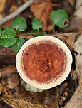 Mushroom - Hydnellum sp. Cap was slightly depressed and bumpy. It was reddish brown with a smooth, cream-colored margin. The camera flash has made the cap look a bit more reddish orange than it really was. Spines bruised reddish brown when marked.<br />
<br />
Habitat: It was growing alone, on the ground, in a deciduous forest.<br />
https://www.jungledragon.com/image/70157/mushroom_-_hydnellum_sp.html<br />
https://www.jungledragon.com/image/70156/mushroom_-_hydnellum_sp.html Geotagged,Summer,United States,hydnellum,mushroom