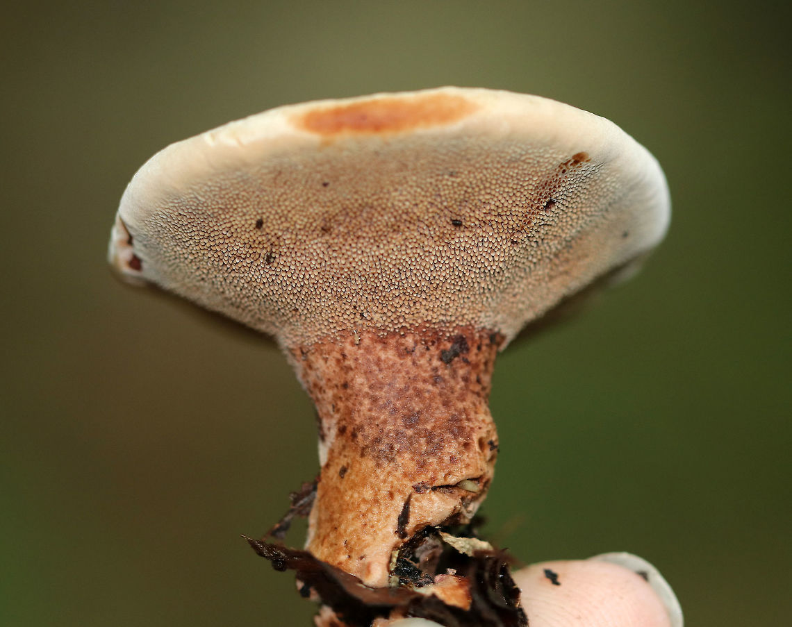 Mushroom - Hydnellum sp. Cap was slightly depressed and bumpy. It was reddish brown with a smooth, cream-colored margin. The camera flash has made the cap look a bit more reddish orange than it really was. Spines bruised reddish brown when marked.<br />
<br />
Habitat: It was growing alone, on the ground, in a deciduous forest.<br />
<figure class="photo"><a href="https://www.jungledragon.com/image/70155/mushroom_-_hydnellum_sp.html" title="Mushroom - Hydnellum sp."><img src="https://s3.amazonaws.com/media.jungledragon.com/images/3232/70155_thumb.jpg?AWSAccessKeyId=05GMT0V3GWVNE7GGM1R2&Expires=1759968010&Signature=9G%2BrQ90ZKBdS5AVD5OlM7%2F61Efo%3D" width="116" height="152" alt="Mushroom - Hydnellum sp. Cap was slightly depressed and bumpy. It was reddish brown with a smooth, cream-colored margin. The camera flash has made the cap look a bit more reddish orange than it really was. Spines bruised reddish brown when marked.<br />
<br />
Habitat: It was growing alone, on the ground, in a deciduous forest.<br />
https://www.jungledragon.com/image/70157/mushroom_-_hydnellum_sp.html<br />
https://www.jungledragon.com/image/70156/mushroom_-_hydnellum_sp.html Geotagged,Summer,United States,hydnellum,mushroom" /></a></figure><br />
<figure class="photo"><a href="https://www.jungledragon.com/image/70157/mushroom_-_hydnellum_sp.html" title="Mushroom - Hydnellum sp."><img src="https://s3.amazonaws.com/media.jungledragon.com/images/3232/70157_thumb.jpg?AWSAccessKeyId=05GMT0V3GWVNE7GGM1R2&Expires=1759968010&Signature=qagbdysVH81ZJ7YQXy%2FHGbyVPlw%3D" width="200" height="160" alt="Mushroom - Hydnellum sp. Cap was slightly depressed and bumpy. It was reddish brown with a smooth, cream-colored margin. The camera flash has made the cap look a bit more reddish orange than it really was. Spines bruised reddish brown when marked.<br />
<br />
Habitat: It was growing alone, on the ground, in a deciduous forest.<br />
https://www.jungledragon.com/image/70155/mushroom_-_hydnellum_sp.html<br />
https://www.jungledragon.com/image/70156/mushroom_-_hydnellum_sp.html Geotagged,Summer,United States,hydnellum,mushroom" /></a></figure> Geotagged,Summer,United States,hydnellum,mushroom