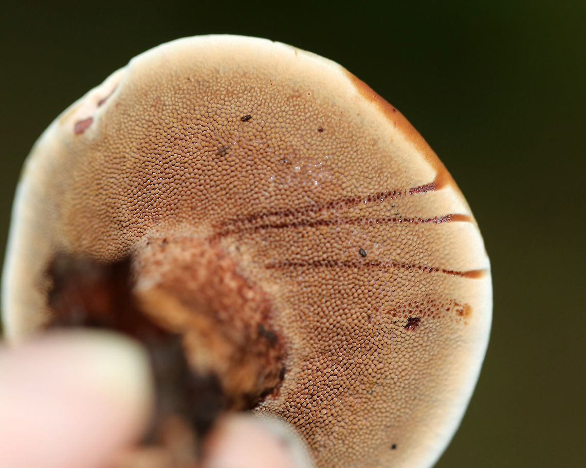 Mushroom - Hydnellum sp. Cap was slightly depressed and bumpy. It was reddish brown with a smooth, cream-colored margin. The camera flash has made the cap look a bit more reddish orange than it really was. Spines bruised reddish brown when marked.<br />
<br />
Habitat: It was growing alone, on the ground, in a deciduous forest.<br />
<figure class="photo"><a href="https://www.jungledragon.com/image/70155/mushroom_-_hydnellum_sp.html" title="Mushroom - Hydnellum sp."><img src="https://s3.amazonaws.com/media.jungledragon.com/images/3232/70155_thumb.jpg?AWSAccessKeyId=05GMT0V3GWVNE7GGM1R2&Expires=1759968010&Signature=9G%2BrQ90ZKBdS5AVD5OlM7%2F61Efo%3D" width="116" height="152" alt="Mushroom - Hydnellum sp. Cap was slightly depressed and bumpy. It was reddish brown with a smooth, cream-colored margin. The camera flash has made the cap look a bit more reddish orange than it really was. Spines bruised reddish brown when marked.<br />
<br />
Habitat: It was growing alone, on the ground, in a deciduous forest.<br />
https://www.jungledragon.com/image/70157/mushroom_-_hydnellum_sp.html<br />
https://www.jungledragon.com/image/70156/mushroom_-_hydnellum_sp.html Geotagged,Summer,United States,hydnellum,mushroom" /></a></figure><br />
<figure class="photo"><a href="https://www.jungledragon.com/image/70156/mushroom_-_hydnellum_sp.html" title="Mushroom - Hydnellum sp."><img src="https://s3.amazonaws.com/media.jungledragon.com/images/3232/70156_thumb.jpg?AWSAccessKeyId=05GMT0V3GWVNE7GGM1R2&Expires=1759968010&Signature=vtxkwx7ez2e6wYpV6I%2F2FD1NChw%3D" width="200" height="160" alt="Mushroom - Hydnellum sp. Cap was slightly depressed and bumpy. It was reddish brown with a smooth, cream-colored margin. The camera flash has made the cap look a bit more reddish orange than it really was. Spines bruised reddish brown when marked.<br />
<br />
Habitat: It was growing alone, on the ground, in a deciduous forest.<br />
https://www.jungledragon.com/image/70155/mushroom_-_hydnellum_sp.html<br />
https://www.jungledragon.com/image/70157/mushroom_-_hydnellum_sp.html Geotagged,Summer,United States,hydnellum,mushroom" /></a></figure> Geotagged,Summer,United States,hydnellum,mushroom