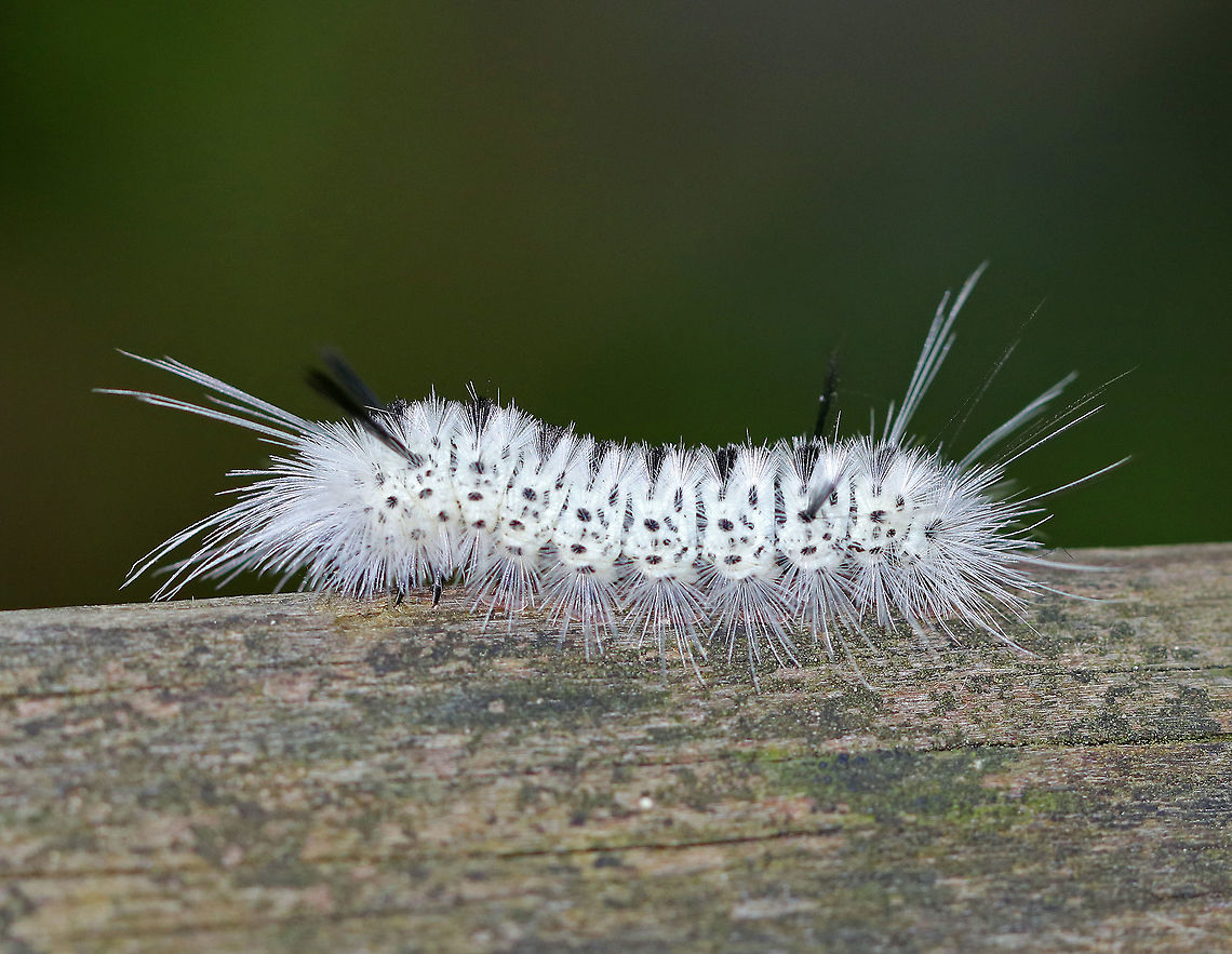 Hickory Tussock Moth Caterpillar - Lophocampa caryae Caterpillar that is completely covered in black and white setae. They have black tufts along the middle of their dorsal surface, and four long black hairs (two at the front and two at the back). The longer bristles on the Hickory Tussock Caterpillar are barbed, urticating hairs that contain irritating secretions. Urticating = HURTicating.<br />
<br />
Habitat: On an old wooden bridge that crosses a river in a deciduous forest. Geotagged,Hickory tussock moth,Lophocampa caryae,Summer,United States,caterpillar,larva,moth larva