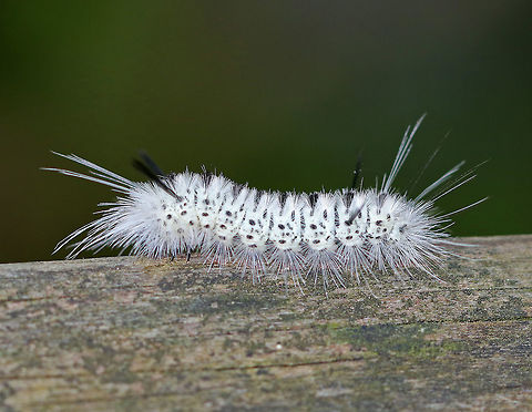 Hickory Tussock Moth Caterpillar - Lophocampa caryae Caterpillar that is completely covered in black and white setae. They have black tufts along the middle of their dorsal surface, and four long black hairs (two at the front and two at the back). The longer bristles on the Hickory Tussock Caterpillar are barbed, urticating hairs that contain irritating secretions. Urticating = HURTicating.

Habitat: On an old wooden bridge that crosses a river in a deciduous forest. Geotagged,Hickory tussock moth,Lophocampa caryae,Summer,United States,caterpillar,larva,moth larva