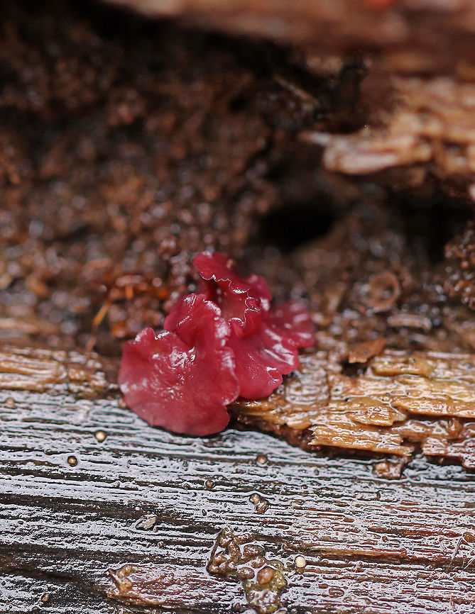 Purple Jellydisc - Ascocoryne sarcoides Irregular, blob-like, purple/reddish fungus that was plump from the rain and snow melt. <br />
<br />
This fungus contains the bioactive, antibiotic compound ascocorynin, which has been shown to inhibit the growth of several Gram-positive bacteria.<br />
<br />
Habitat: Rotting wood  Ascocoryne,Ascocoryne sarcoides,Fall,Geotagged,Jelly Drops,United States,fungus