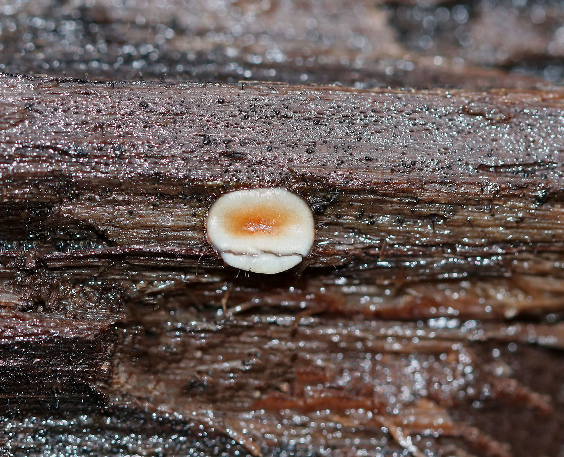 Eyelash Cup - Scutellinia sp. Tiny, stalkless, cup fungi that has turned white with age. The outer edges of the fruiting body was covered with a fringe of long, dark hairs that resembles eyelashes. I think this is Scutellinia scutellata, but am not 100% sure.<br />
<br />
Habitat: Rotting wood Eyelash cup,Fall,Geotagged,Scutellinia,Scutellinia scutellata,United States,fungus