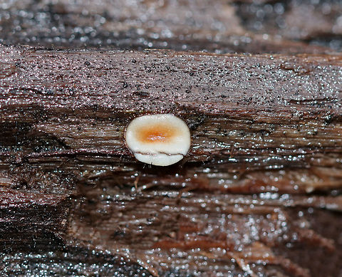 Eyelash Cup - Scutellinia sp. Tiny, stalkless, cup fungi that has turned white with age. The outer edges of the fruiting body was covered with a fringe of long, dark hairs that resembles eyelashes. I think this is Scutellinia scutellata, but am not 100% sure.

Habitat: Rotting wood Eyelash cup,Fall,Geotagged,Scutellinia,Scutellinia scutellata,United States,fungus
