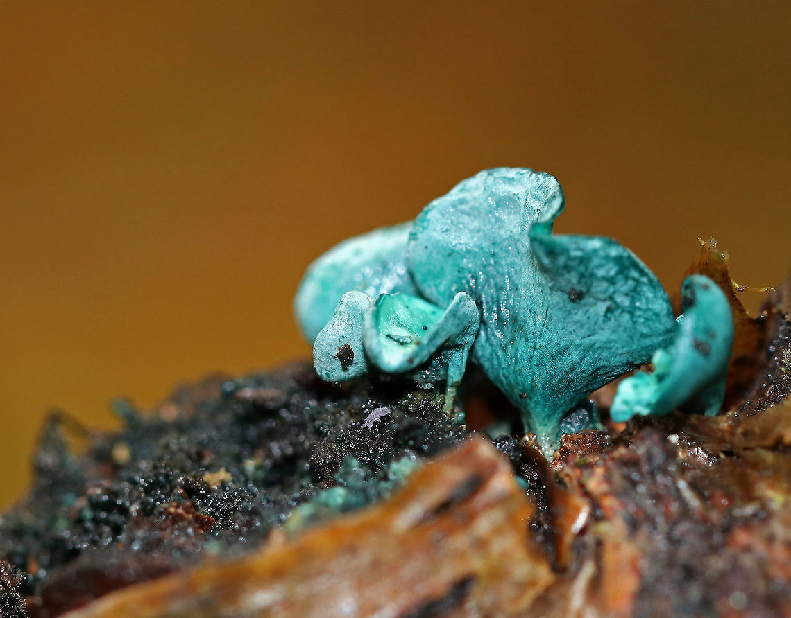 Green Elfcup - Chlorociboria aeruginascens Greenish blue cup fungi with off-centered stems.  They were about 5 mm wide. <br />
<br />
This species contains a quinone pigment called xylindein, which is the reason for the characteristic bluish-green stain that occurs on wood that&#039;s infected by this species.<br />
<br />
Habitat: Rotting wood Chlorociboria aeruginascens,Fall,Geotagged,Green elfcup,United States. Chlorociboria,fungus