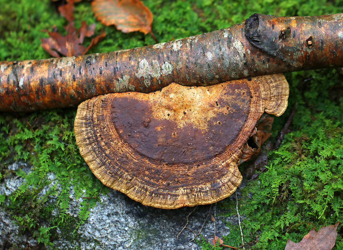 Blushing Bracket - Daedaleopsis confragosa Flat, fan-shaped fruiting body that was about 8 cm wide. <br />
<br />
Habitat: Growing on a branch in a deciduous forest<br />
<br />
The fruiting bodies of Daedalea quercina have some unusual uses. They can be used as a natural comb, especially for brushing horses with sensitive skin. In addition, the smoldering fruiting bodies may be used to anesthetize bees. This species has also been investigated for bioremediation, and for medicinal purposes. Daedaleopsis confragosa,Fall,Geotagged,Thin walled maze polypore,United States,daedalea,fungus,mushroom