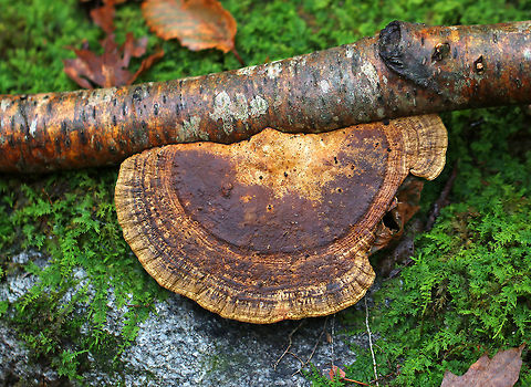 Blushing Bracket - Daedaleopsis confragosa Flat, fan-shaped fruiting body that was about 8 cm wide. 

Habitat: Growing on a branch in a deciduous forest

The fruiting bodies of Daedalea quercina have some unusual uses. They can be used as a natural comb, especially for brushing horses with sensitive skin. In addition, the smoldering fruiting bodies may be used to anesthetize bees. This species has also been investigated for bioremediation, and for medicinal purposes. Daedaleopsis confragosa,Fall,Geotagged,Thin walled maze polypore,United States,daedalea,fungus,mushroom
