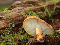 Leucopholiota decorosa Cream colored cap that was covered with conspicuous orange/brown scales. Gills were crowded, white, and attached to the stem. Stem similar to the cap. The cap was dry. No odor detected.<br />
<br />
Habitat: Growing on rotting wood in a deciduous forest. <br />
<br />
https://www.jungledragon.com/image/70328/mushroom_-_pholiota_sp.html Decorated pholiota,Fall,Geotagged,Leucopholiota decorosa,United States,mushroom