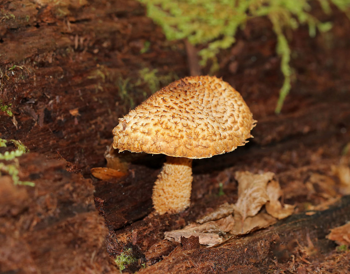 Leucopholiota decorosa Cream colored cap that was covered with conspicuous orange/brown scales. Gills were crowded, white, and attached to the stem. Stem similar to the cap. The cap was dry. No odor detected.<br />
<br />
Habitat: Growing on rotting wood in a deciduous forest. <br />
<br />
<figure class="photo"><a href="https://www.jungledragon.com/image/70327/leucopholiota_decorosa.html" title="Leucopholiota decorosa"><img src="https://s3.amazonaws.com/media.jungledragon.com/images/3232/70327_thumb.jpg?AWSAccessKeyId=05GMT0V3GWVNE7GGM1R2&Expires=1759968010&Signature=X0OLsyhk%2Blh4FdbGf77%2Fbfp7VDc%3D" width="200" height="152" alt="Leucopholiota decorosa Cream colored cap that was covered with conspicuous orange/brown scales. Gills were crowded, white, and attached to the stem. Stem similar to the cap. The cap was dry. No odor detected.<br />
<br />
Habitat: Growing on rotting wood in a deciduous forest. <br />
<br />
https://www.jungledragon.com/image/70328/mushroom_-_pholiota_sp.html Decorated pholiota,Fall,Geotagged,Leucopholiota decorosa,United States,mushroom" /></a></figure> Decorated pholiota,Fall,Geotagged,Leucopholiota decorosa,United States,mushroom