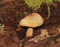 Leucopholiota decorosa Cream colored cap that was covered with conspicuous orange/brown scales. Gills were crowded, white, and attached to the stem. Stem similar to the cap. The cap was dry. No odor detected.<br />
<br />
Habitat: Growing on rotting wood in a deciduous forest. <br />
<br />
https://www.jungledragon.com/image/70327/mushroom_-_pholiota_sp.html Decorated pholiota,Fall,Geotagged,Leucopholiota decorosa,United States,mushroom