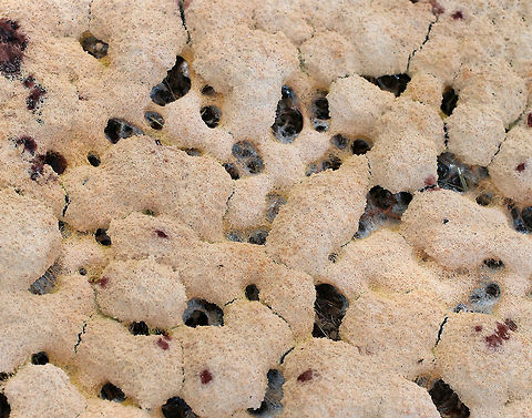 Dog vomit slime mold - Fuligo septica A very aptly named slime mold! The name alone grosses me out. The plasmodium of Fuligo septica eventually transforms into a sponge-like aethalium that is analogous to the spore-bearing fruiting body of a mushroom. When the aethalium degrades, it releases spores.

Habitat: Growing in wood chips in a rural area.
https://www.jungledragon.com/image/70377/dog_vomit_slime_mold_-_fuligo_septica.html Dog vomit slime mold,Fuligo septica,Geotagged,Summer,United States,fuligo,slime mold