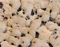 Dog vomit slime mold - Fuligo septica A very aptly named slime mold! The name alone grosses me out. The plasmodium of Fuligo septica eventually transforms into a sponge-like aethalium that is analogous to the spore-bearing fruiting body of a mushroom. When the aethalium degrades, it releases spores.<br />
<br />
Habitat: Growing in wood chips in a rural area.<br />
https://www.jungledragon.com/image/70377/dog_vomit_slime_mold_-_fuligo_septica.html Dog vomit slime mold,Fuligo septica,Geotagged,Summer,United States,fuligo,slime mold