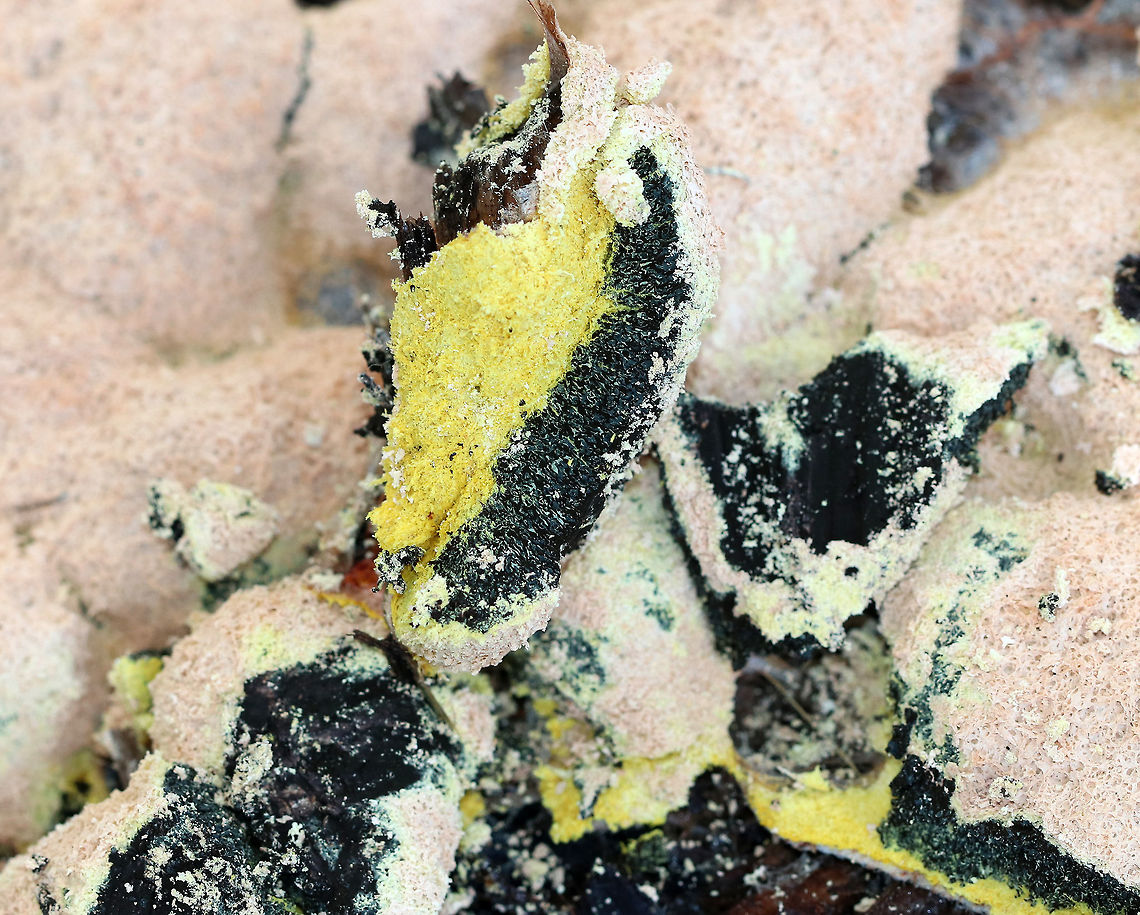 Dog vomit slime mold - Fuligo septica A very aptly named slime mold! The name alone grosses me out. The plasmodium of Fuligo septica eventually transforms into a sponge-like aethalium that is analogous to the spore-bearing fruiting body of a mushroom. When the aethalium degrades, it releases spores. <br />
<br />
When I brushed at the surface, the yellow and black layers underneath became visible.<br />
<br />
Habitat: Growing in wood chips in a rural area.<br />
<figure class="photo"><a href="https://www.jungledragon.com/image/70376/dog_vomit_slime_mold_-_fuligo_septica.html" title="Dog vomit slime mold - Fuligo septica"><img src="https://s3.amazonaws.com/media.jungledragon.com/images/3232/70376_thumb.jpg?AWSAccessKeyId=05GMT0V3GWVNE7GGM1R2&Expires=1759968010&Signature=79vRc2yKxSO0crHnQQbliBrMHHw%3D" width="200" height="158" alt="Dog vomit slime mold - Fuligo septica A very aptly named slime mold! The name alone grosses me out. The plasmodium of Fuligo septica eventually transforms into a sponge-like aethalium that is analogous to the spore-bearing fruiting body of a mushroom. When the aethalium degrades, it releases spores.<br />
<br />
Habitat: Growing in wood chips in a rural area.<br />
https://www.jungledragon.com/image/70377/dog_vomit_slime_mold_-_fuligo_septica.html Dog vomit slime mold,Fuligo septica,Geotagged,Summer,United States,fuligo,slime mold" /></a></figure> Dog vomit slime mold,Fuligo septica,Geotagged,Summer,United States,slime mold