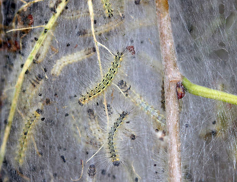 Fall Webworm Caterpillar - Hyphantria cunea Caterpillar with a black head, yellow body, and black, dorsal spots. Its body was covered with long, white setae arising from tubercles located along the sides.

This species occurs throughout North America, although there are distinct physical differences between the northern and southern populations. Furthermore, the number of generations per year depends on latitude. The southern populations are multivoltine and may complete four generations per year, while northern populations are univoltine, completing only one life cycle per year.

Habitat: Covering trees in a rural area. They have been devastating the foliage in my area!
https://www.jungledragon.com/image/70379/fall_webworm_caterpillar_-_hyphantria_cunea.html Fall webworm,Geotagged,Hyphantria,Hyphantria cunea,Summer,United States,caterpillar,webworm