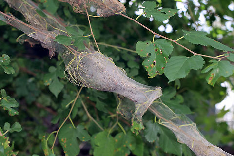 Fall Webworm Caterpillar - Hyphantria cunea Caterpillar with a black head, yellow body, and black, dorsal spots. Its body was covered with long, white setae arising from tubercles located along the sides.
This species occurs throughout North America, although there are distinct physical differences between the northern and southern populations. Furthermore, the number of generations per year depends on latitude. The southern populations are multivoltine and may complete four generations per year, while northern populations are univoltine, completing only one life cycle per year.
Habitat: Covering trees in a rural area. They have been devastating the foliage in my area!
https://www.jungledragon.com/image/70378/fall_webworm_caterpillar_-_hyphantria_cunea.html Fall webworm,Geotagged,Hyphantria cunea,Summer,United States
