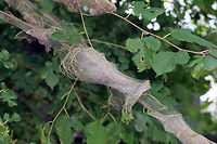 Fall Webworm Caterpillar - Hyphantria cunea Caterpillar with a black head, yellow body, and black, dorsal spots. Its body was covered with long, white setae arising from tubercles located along the sides.<br />
<br />
This species occurs throughout North America, although there are distinct physical differences between the northern and southern populations. Furthermore, the number of generations per year depends on latitude. The southern populations are multivoltine and may complete four generations per year, while northern populations are univoltine, completing only one life cycle per year.<br />
<br />
Habitat: Covering trees in a rural area. They have been devastating the foliage in my area!<br />
https://www.jungledragon.com/image/70378/fall_webworm_caterpillar_-_hyphantria_cunea.html Fall webworm,Geotagged,Hyphantria cunea,Summer,United States