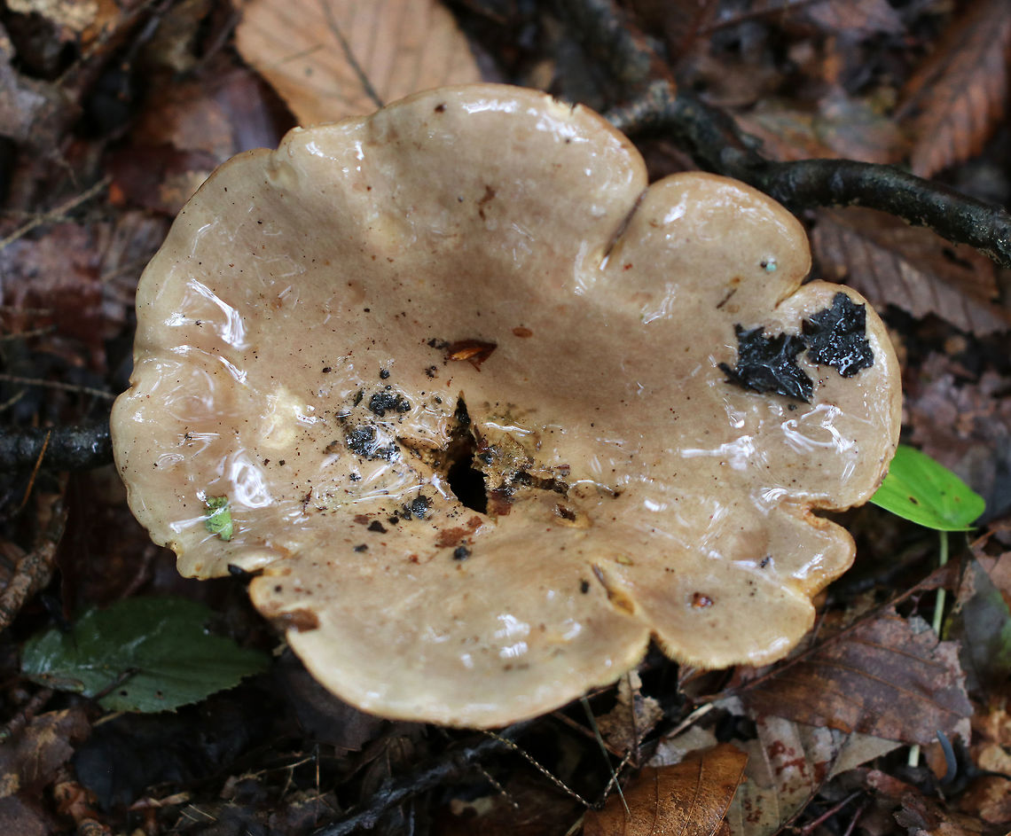 Lactarius argillaceifolius Lactarius with a pale brownish cap that had a wavy margin. Dingy gills that leaked white latex. <br />
<br />
Habitat: Growing on the ground in a deciduous forest.<br />
<figure class="photo"><a href="https://www.jungledragon.com/image/70409/lactarius_argillaceifolius.html" title="Lactarius argillaceifolius"><img src="https://s3.amazonaws.com/media.jungledragon.com/images/3232/70409_thumb.jpg?AWSAccessKeyId=05GMT0V3GWVNE7GGM1R2&Expires=1767225610&Signature=LVzzVqURu4fdpoFtHDyMYG9NL%2FU%3D" width="200" height="134" alt="Lactarius argillaceifolius Lactarius with a pale brownish cap that had a wavy margin. Dingy gills that leaked white latex. <br />
<br />
Habitat: Growing on the ground in a deciduous forest.<br />
https://www.jungledragon.com/image/70408/lactarius_argillaceifolius.html Fall,Geotagged,Lactarius argillaceifolius,United States,lactarius,mushroom" /></a></figure> Fall,Geotagged,Lactarius argillaceifolius,United States,lactarius,mushroom