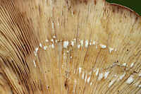 Lactarius argillaceifolius Lactarius with a pale brownish cap that had a wavy margin. Dingy gills that leaked white latex. <br />
<br />
Habitat: Growing on the ground in a deciduous forest.<br />
https://www.jungledragon.com/image/70408/lactarius_argillaceifolius.html Fall,Geotagged,Lactarius argillaceifolius,United States,lactarius,mushroom