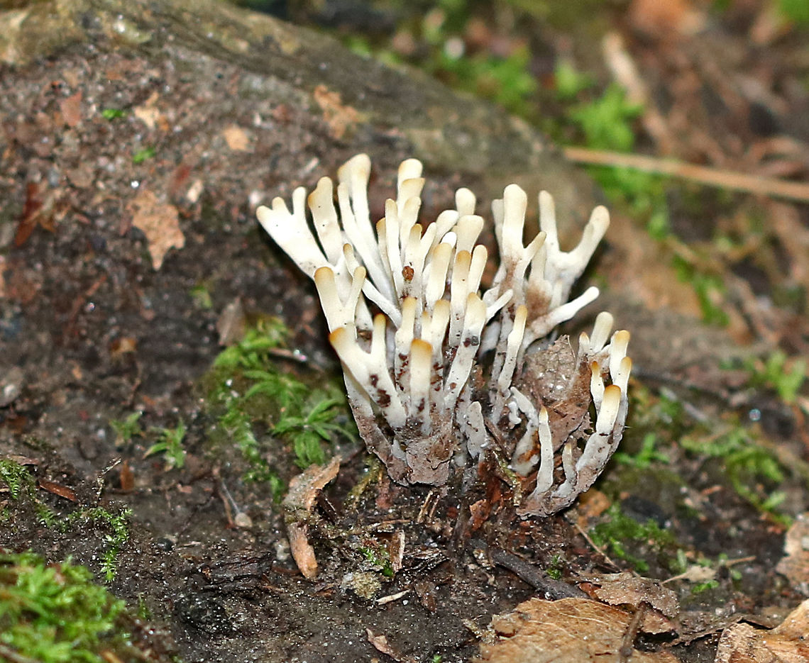 False Coral - Sebacina schweinitzii Very common, slow growing coral fungus. It was mostly white with a grayish base and brown tips.<br />
<br />
Habitat: Growing next to the root of an oak tree. False Coral,Geotagged,Sebacina schweinitzii,Summer,Tremellodendron schweinitzii,United States,coral mushroom,mushroom