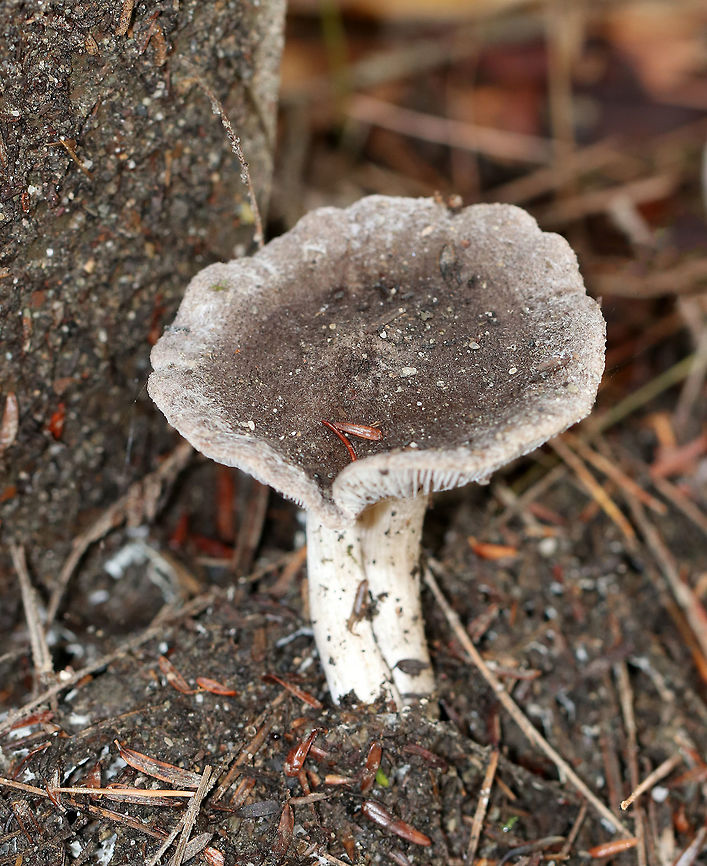 Tricholoma sp. Dirty mushroom with a fibrous, felty cap. the center was dark brown and the margin was dirty white. Gills were whitish/light gray.<br />
<br />
Habitat: Growing on the ground in a small cluster in a mostly coniferous forest.<br />
<br />
Maybe Tricholoma myomyces or Tricholoma terreum?<br />
<figure class="photo"><a href="https://www.jungledragon.com/image/70414/tricholoma_sp.html" title="Tricholoma sp."><img src="https://s3.amazonaws.com/media.jungledragon.com/images/3232/70414_thumb.jpg?AWSAccessKeyId=05GMT0V3GWVNE7GGM1R2&Expires=1759968010&Signature=cNAOWSablAIrhIlfnSu0dRPrlyQ%3D" width="200" height="134" alt="Tricholoma sp. Dirty mushroom with a fibrous, felty cap. the center was dark brown and the margin was dirty white. Gills were whitish/light gray.<br />
<br />
Habitat: Growing on the ground in a small cluster in a mostly coniferous forest.<br />
<br />
Maybe Tricholoma myomyces or Tricholoma terreum?<br />
https://www.jungledragon.com/image/70413/tricholoma_sp.html<br />
https://www.jungledragon.com/image/70412/tricholoma_sp.html<br />
https://www.jungledragon.com/image/70411/tricholoma_sp.html Fall,Geotagged,Tricholoma,United States" /></a></figure><br />
<figure class="photo"><a href="https://www.jungledragon.com/image/70413/tricholoma_sp.html" title="Tricholoma sp."><img src="https://s3.amazonaws.com/media.jungledragon.com/images/3232/70413_thumb.jpg?AWSAccessKeyId=05GMT0V3GWVNE7GGM1R2&Expires=1759968010&Signature=DUUZfoiB3aLhdKa2EYcNOtBymZs%3D" width="200" height="168" alt="Tricholoma sp. Dirty mushroom with a fibrous, felty cap. the center was dark brown and the margin was dirty white. Gills were whitish/light gray.<br />
<br />
Habitat: Growing on the ground in a small cluster in a mostly coniferous forest.<br />
<br />
Maybe Tricholoma myomyces or Tricholoma terreum?<br />
https://www.jungledragon.com/image/70414/tricholoma_sp.html<br />
https://www.jungledragon.com/image/70412/tricholoma_sp.html<br />
https://www.jungledragon.com/image/70411/tricholoma_sp.html Fall,Geotagged,United States,mushroom,tricholoma" /></a></figure><br />
<figure class="photo"><a href="https://www.jungledragon.com/image/70412/tricholoma_sp.html" title="Tricholoma sp."><img src="https://s3.amazonaws.com/media.jungledragon.com/images/3232/70412_thumb.jpg?AWSAccessKeyId=05GMT0V3GWVNE7GGM1R2&Expires=1759968010&Signature=m5XG6nHeeDcDH%2Frt4Z9rejzD9Mg%3D" width="200" height="152" alt="Tricholoma sp. Dirty mushroom with a fibrous, felty cap. the center was dark brown and the margin was dirty white. Gills were whitish/light gray.<br />
<br />
Habitat: Growing on the ground in a small cluster in a mostly coniferous forest.<br />
<br />
Maybe Tricholoma myomyces or Tricholoma terreum?<br />
https://www.jungledragon.com/image/70414/tricholoma_sp.html<br />
https://www.jungledragon.com/image/70413/tricholoma_sp.html<br />
https://www.jungledragon.com/image/70411/tricholoma_sp.html Fall,Geotagged,Tricholoma,United States,gray mushroom,mushroom" /></a></figure> Fall,Geotagged,Tricholoma,United States,mushroom