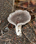 Tricholoma sp. Dirty mushroom with a fibrous, felty cap. the center was dark brown and the margin was dirty white. Gills were whitish/light gray.<br />
<br />
Habitat: Growing on the ground in a small cluster in a mostly coniferous forest.<br />
<br />
Maybe Tricholoma myomyces or Tricholoma terreum?<br />
https://www.jungledragon.com/image/70414/tricholoma_sp.html<br />
https://www.jungledragon.com/image/70413/tricholoma_sp.html<br />
https://www.jungledragon.com/image/70412/tricholoma_sp.html Fall,Geotagged,Tricholoma,United States,mushroom