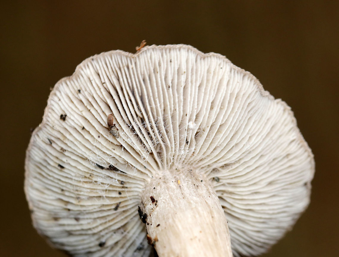 Tricholoma sp. Dirty mushroom with a fibrous, felty cap. the center was dark brown and the margin was dirty white. Gills were whitish/light gray.<br />
<br />
Habitat: Growing on the ground in a small cluster in a mostly coniferous forest.<br />
<br />
Maybe Tricholoma myomyces or Tricholoma terreum?<br />
<figure class="photo"><a href="https://www.jungledragon.com/image/70414/tricholoma_sp.html" title="Tricholoma sp."><img src="https://s3.amazonaws.com/media.jungledragon.com/images/3232/70414_thumb.jpg?AWSAccessKeyId=05GMT0V3GWVNE7GGM1R2&Expires=1759968010&Signature=cNAOWSablAIrhIlfnSu0dRPrlyQ%3D" width="200" height="134" alt="Tricholoma sp. Dirty mushroom with a fibrous, felty cap. the center was dark brown and the margin was dirty white. Gills were whitish/light gray.<br />
<br />
Habitat: Growing on the ground in a small cluster in a mostly coniferous forest.<br />
<br />
Maybe Tricholoma myomyces or Tricholoma terreum?<br />
https://www.jungledragon.com/image/70413/tricholoma_sp.html<br />
https://www.jungledragon.com/image/70412/tricholoma_sp.html<br />
https://www.jungledragon.com/image/70411/tricholoma_sp.html Fall,Geotagged,Tricholoma,United States" /></a></figure><br />
<figure class="photo"><a href="https://www.jungledragon.com/image/70413/tricholoma_sp.html" title="Tricholoma sp."><img src="https://s3.amazonaws.com/media.jungledragon.com/images/3232/70413_thumb.jpg?AWSAccessKeyId=05GMT0V3GWVNE7GGM1R2&Expires=1759968010&Signature=DUUZfoiB3aLhdKa2EYcNOtBymZs%3D" width="200" height="168" alt="Tricholoma sp. Dirty mushroom with a fibrous, felty cap. the center was dark brown and the margin was dirty white. Gills were whitish/light gray.<br />
<br />
Habitat: Growing on the ground in a small cluster in a mostly coniferous forest.<br />
<br />
Maybe Tricholoma myomyces or Tricholoma terreum?<br />
https://www.jungledragon.com/image/70414/tricholoma_sp.html<br />
https://www.jungledragon.com/image/70412/tricholoma_sp.html<br />
https://www.jungledragon.com/image/70411/tricholoma_sp.html Fall,Geotagged,United States,mushroom,tricholoma" /></a></figure><br />
<figure class="photo"><a href="https://www.jungledragon.com/image/70411/tricholoma_sp.html" title="Tricholoma sp."><img src="https://s3.amazonaws.com/media.jungledragon.com/images/3232/70411_thumb.jpg?AWSAccessKeyId=05GMT0V3GWVNE7GGM1R2&Expires=1759968010&Signature=jUcHro7%2BAfT0BAr7fdU3TnSdEy0%3D" width="126" height="152" alt="Tricholoma sp. Dirty mushroom with a fibrous, felty cap. the center was dark brown and the margin was dirty white. Gills were whitish/light gray.<br />
<br />
Habitat: Growing on the ground in a small cluster in a mostly coniferous forest.<br />
<br />
Maybe Tricholoma myomyces or Tricholoma terreum?<br />
https://www.jungledragon.com/image/70414/tricholoma_sp.html<br />
https://www.jungledragon.com/image/70413/tricholoma_sp.html<br />
https://www.jungledragon.com/image/70412/tricholoma_sp.html Fall,Geotagged,Tricholoma,United States,mushroom" /></a></figure> Fall,Geotagged,Tricholoma,United States,gray mushroom,mushroom