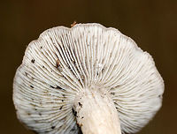 Tricholoma sp. Dirty mushroom with a fibrous, felty cap. the center was dark brown and the margin was dirty white. Gills were whitish/light gray.<br />
<br />
Habitat: Growing on the ground in a small cluster in a mostly coniferous forest.<br />
<br />
Maybe Tricholoma myomyces or Tricholoma terreum?<br />
https://www.jungledragon.com/image/70414/tricholoma_sp.html<br />
https://www.jungledragon.com/image/70413/tricholoma_sp.html<br />
https://www.jungledragon.com/image/70411/tricholoma_sp.html Fall,Geotagged,Tricholoma,United States,gray mushroom,mushroom
