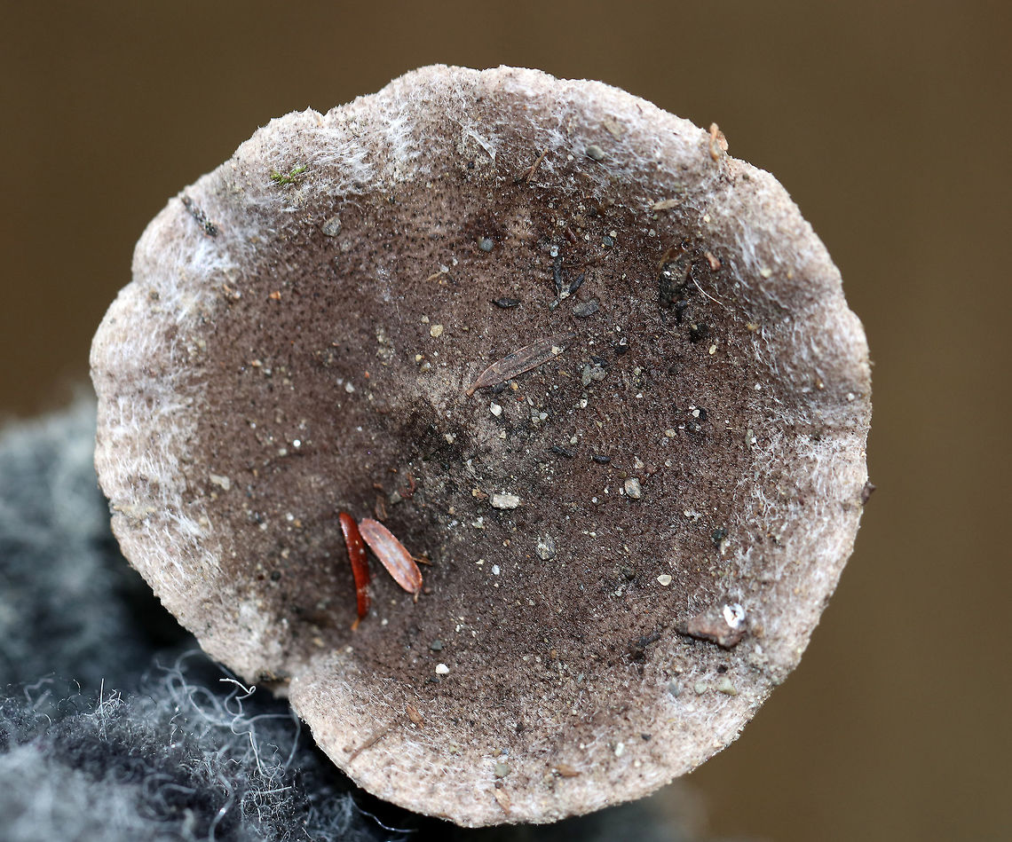 Tricholoma sp. Dirty mushroom with a fibrous, felty cap. the center was dark brown and the margin was dirty white. Gills were whitish/light gray.<br />
<br />
Habitat: Growing on the ground in a small cluster in a mostly coniferous forest.<br />
<br />
Maybe Tricholoma myomyces or Tricholoma terreum?<br />
<figure class="photo"><a href="https://www.jungledragon.com/image/70414/tricholoma_sp.html" title="Tricholoma sp."><img src="https://s3.amazonaws.com/media.jungledragon.com/images/3232/70414_thumb.jpg?AWSAccessKeyId=05GMT0V3GWVNE7GGM1R2&Expires=1769040010&Signature=FGYT2h6zUKPi65KFSWFCFrTa7h4%3D" width="200" height="134" alt="Tricholoma sp. Dirty mushroom with a fibrous, felty cap. the center was dark brown and the margin was dirty white. Gills were whitish/light gray.<br />
<br />
Habitat: Growing on the ground in a small cluster in a mostly coniferous forest.<br />
<br />
Maybe Tricholoma myomyces or Tricholoma terreum?<br />
https://www.jungledragon.com/image/70413/tricholoma_sp.html<br />
https://www.jungledragon.com/image/70412/tricholoma_sp.html<br />
https://www.jungledragon.com/image/70411/tricholoma_sp.html Fall,Geotagged,Tricholoma,United States" /></a></figure><br />
<figure class="photo"><a href="https://www.jungledragon.com/image/70412/tricholoma_sp.html" title="Tricholoma sp."><img src="https://s3.amazonaws.com/media.jungledragon.com/images/3232/70412_thumb.jpg?AWSAccessKeyId=05GMT0V3GWVNE7GGM1R2&Expires=1769040010&Signature=1E2VJma6dJE5WJ6GxJ1i2VddSwA%3D" width="200" height="152" alt="Tricholoma sp. Dirty mushroom with a fibrous, felty cap. the center was dark brown and the margin was dirty white. Gills were whitish/light gray.<br />
<br />
Habitat: Growing on the ground in a small cluster in a mostly coniferous forest.<br />
<br />
Maybe Tricholoma myomyces or Tricholoma terreum?<br />
https://www.jungledragon.com/image/70414/tricholoma_sp.html<br />
https://www.jungledragon.com/image/70413/tricholoma_sp.html<br />
https://www.jungledragon.com/image/70411/tricholoma_sp.html Fall,Geotagged,Tricholoma,United States,gray mushroom,mushroom" /></a></figure><br />
<figure class="photo"><a href="https://www.jungledragon.com/image/70411/tricholoma_sp.html" title="Tricholoma sp."><img src="https://s3.amazonaws.com/media.jungledragon.com/images/3232/70411_thumb.jpg?AWSAccessKeyId=05GMT0V3GWVNE7GGM1R2&Expires=1769040010&Signature=EeayI11%2BpxkpIdKytb%2Fbz%2BU3OG8%3D" width="126" height="152" alt="Tricholoma sp. Dirty mushroom with a fibrous, felty cap. the center was dark brown and the margin was dirty white. Gills were whitish/light gray.<br />
<br />
Habitat: Growing on the ground in a small cluster in a mostly coniferous forest.<br />
<br />
Maybe Tricholoma myomyces or Tricholoma terreum?<br />
https://www.jungledragon.com/image/70414/tricholoma_sp.html<br />
https://www.jungledragon.com/image/70413/tricholoma_sp.html<br />
https://www.jungledragon.com/image/70412/tricholoma_sp.html Fall,Geotagged,Tricholoma,United States,mushroom" /></a></figure> Fall,Geotagged,United States,mushroom,tricholoma