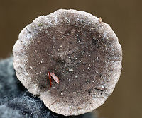 Tricholoma sp. Dirty mushroom with a fibrous, felty cap. the center was dark brown and the margin was dirty white. Gills were whitish/light gray.<br />
<br />
Habitat: Growing on the ground in a small cluster in a mostly coniferous forest.<br />
<br />
Maybe Tricholoma myomyces or Tricholoma terreum?<br />
https://www.jungledragon.com/image/70414/tricholoma_sp.html<br />
https://www.jungledragon.com/image/70412/tricholoma_sp.html<br />
https://www.jungledragon.com/image/70411/tricholoma_sp.html Fall,Geotagged,United States,mushroom,tricholoma