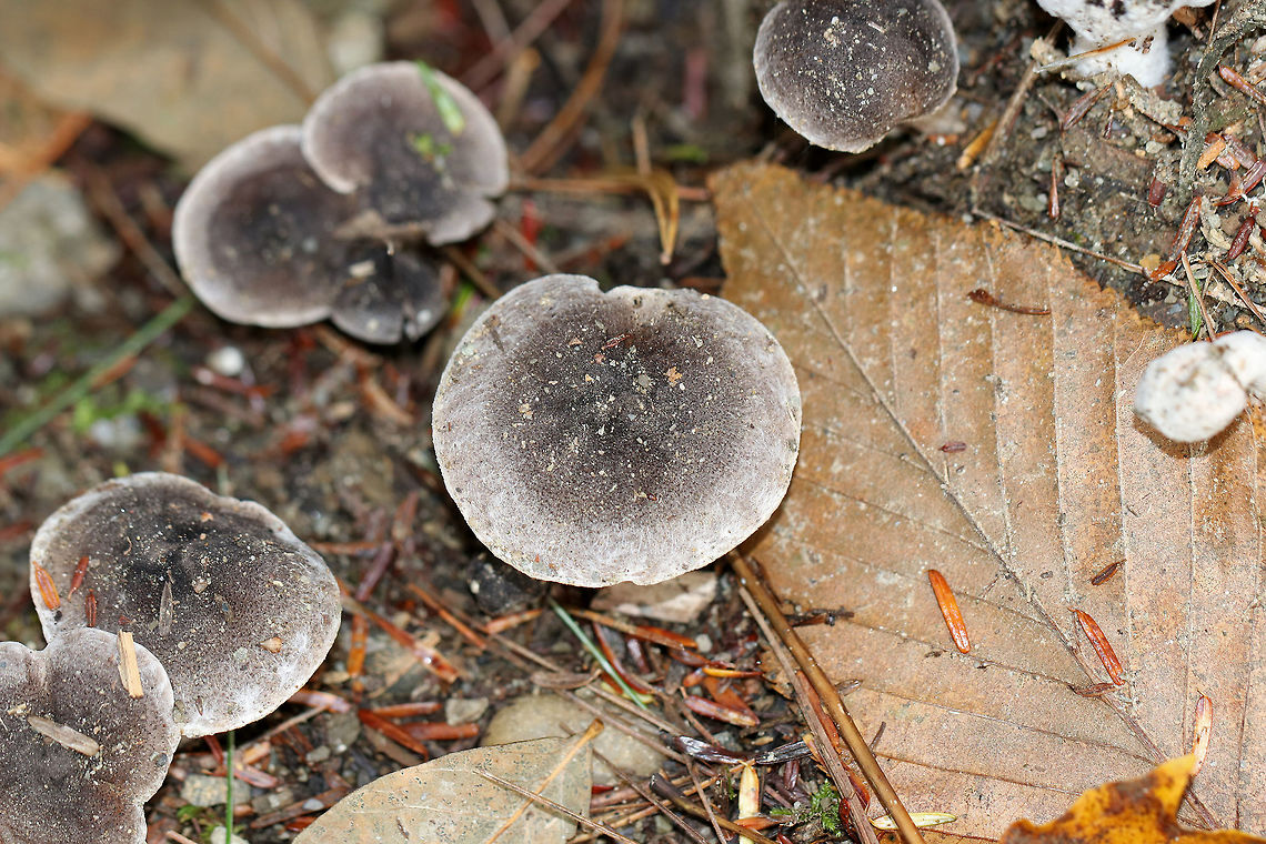 Tricholoma sp. Dirty mushroom with a fibrous, felty cap. the center was dark brown and the margin was dirty white. Gills were whitish/light gray.<br />
<br />
Habitat: Growing on the ground in a small cluster in a mostly coniferous forest.<br />
<br />
Maybe Tricholoma myomyces or Tricholoma terreum?<br />
<figure class="photo"><a href="https://www.jungledragon.com/image/70413/tricholoma_sp.html" title="Tricholoma sp."><img src="https://s3.amazonaws.com/media.jungledragon.com/images/3232/70413_thumb.jpg?AWSAccessKeyId=05GMT0V3GWVNE7GGM1R2&Expires=1759968010&Signature=DUUZfoiB3aLhdKa2EYcNOtBymZs%3D" width="200" height="168" alt="Tricholoma sp. Dirty mushroom with a fibrous, felty cap. the center was dark brown and the margin was dirty white. Gills were whitish/light gray.<br />
<br />
Habitat: Growing on the ground in a small cluster in a mostly coniferous forest.<br />
<br />
Maybe Tricholoma myomyces or Tricholoma terreum?<br />
https://www.jungledragon.com/image/70414/tricholoma_sp.html<br />
https://www.jungledragon.com/image/70412/tricholoma_sp.html<br />
https://www.jungledragon.com/image/70411/tricholoma_sp.html Fall,Geotagged,United States,mushroom,tricholoma" /></a></figure><br />
<figure class="photo"><a href="https://www.jungledragon.com/image/70412/tricholoma_sp.html" title="Tricholoma sp."><img src="https://s3.amazonaws.com/media.jungledragon.com/images/3232/70412_thumb.jpg?AWSAccessKeyId=05GMT0V3GWVNE7GGM1R2&Expires=1759968010&Signature=m5XG6nHeeDcDH%2Frt4Z9rejzD9Mg%3D" width="200" height="152" alt="Tricholoma sp. Dirty mushroom with a fibrous, felty cap. the center was dark brown and the margin was dirty white. Gills were whitish/light gray.<br />
<br />
Habitat: Growing on the ground in a small cluster in a mostly coniferous forest.<br />
<br />
Maybe Tricholoma myomyces or Tricholoma terreum?<br />
https://www.jungledragon.com/image/70414/tricholoma_sp.html<br />
https://www.jungledragon.com/image/70413/tricholoma_sp.html<br />
https://www.jungledragon.com/image/70411/tricholoma_sp.html Fall,Geotagged,Tricholoma,United States,gray mushroom,mushroom" /></a></figure><br />
<figure class="photo"><a href="https://www.jungledragon.com/image/70411/tricholoma_sp.html" title="Tricholoma sp."><img src="https://s3.amazonaws.com/media.jungledragon.com/images/3232/70411_thumb.jpg?AWSAccessKeyId=05GMT0V3GWVNE7GGM1R2&Expires=1759968010&Signature=jUcHro7%2BAfT0BAr7fdU3TnSdEy0%3D" width="126" height="152" alt="Tricholoma sp. Dirty mushroom with a fibrous, felty cap. the center was dark brown and the margin was dirty white. Gills were whitish/light gray.<br />
<br />
Habitat: Growing on the ground in a small cluster in a mostly coniferous forest.<br />
<br />
Maybe Tricholoma myomyces or Tricholoma terreum?<br />
https://www.jungledragon.com/image/70414/tricholoma_sp.html<br />
https://www.jungledragon.com/image/70413/tricholoma_sp.html<br />
https://www.jungledragon.com/image/70412/tricholoma_sp.html Fall,Geotagged,Tricholoma,United States,mushroom" /></a></figure> Fall,Geotagged,Tricholoma,United States
