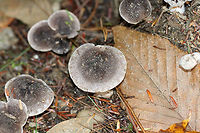 Tricholoma sp. Dirty mushroom with a fibrous, felty cap. the center was dark brown and the margin was dirty white. Gills were whitish/light gray.<br />
<br />
Habitat: Growing on the ground in a small cluster in a mostly coniferous forest.<br />
<br />
Maybe Tricholoma myomyces or Tricholoma terreum?<br />
https://www.jungledragon.com/image/70413/tricholoma_sp.html<br />
https://www.jungledragon.com/image/70412/tricholoma_sp.html<br />
https://www.jungledragon.com/image/70411/tricholoma_sp.html Fall,Geotagged,Tricholoma,United States
