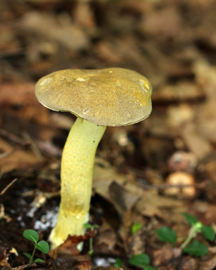 Goldstalk - Retiboletus ornatipes Cap was pale yellow-tannish, rough, and slightly lumpy. Flesh was pale yellow. Pores were bright yellow and round. They got mushy when touched, but didn&#039;t really bruise. Yellow, reticulate stipe that tapered at the base. Basal mycelium was pale yellowish. <br />
<br />
Habitat: Growing alone, on the ground, under oak. Geotagged,Ornate-stalked bolete,Retiboletus ornatipes,Summer,United States,bolete,mushroom,retiboletus,yellow