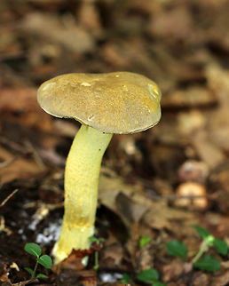 Goldstalk - Retiboletus ornatipes Cap was pale yellow-tannish, rough, and slightly lumpy. Flesh was pale yellow. Pores were bright yellow and round. They got mushy when touched, but didn't really bruise. Yellow, reticulate stipe that tapered at the base. Basal mycelium was pale yellowish. 

Habitat: Growing alone, on the ground, under oak. Geotagged,Ornate-stalked bolete,Retiboletus ornatipes,Summer,United States,bolete,mushroom,retiboletus,yellow