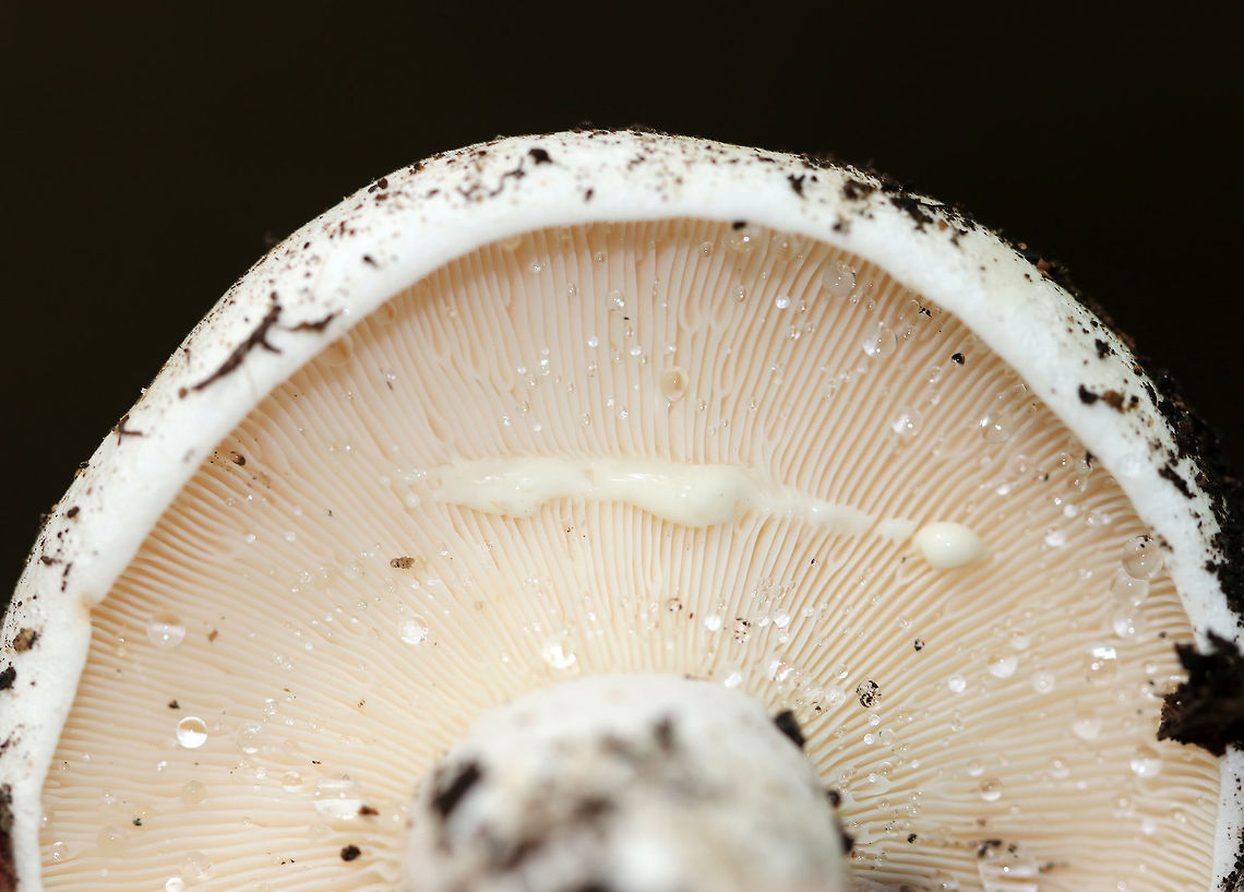 Peppery Milk-Cap - Lactifluus piperatus Dingy white cap, nearly flat, and with an inrolled margin. Whitish gills that forked and leaked copious, white latex. White, stubby stipe.<br />
<br />
Habitat: Growing on the ground in a mixed forest (mostly oak and eastern hemlock).<br />
<figure class="photo"><a href="https://www.jungledragon.com/image/70418/peppery_milk-cap_-_lactifluus_piperatus.html" title="Peppery Milk-Cap - Lactifluus piperatus"><img src="https://s3.amazonaws.com/media.jungledragon.com/images/3232/70418_thumb.jpg?AWSAccessKeyId=05GMT0V3GWVNE7GGM1R2&Expires=1759968010&Signature=nCiYmo8PZw00ruEsEgN1BJ4JzrU%3D" width="116" height="152" alt="Peppery Milk-Cap - Lactifluus piperatus Dingy white cap, nearly flat, and with an inrolled margin. Whitish gills that forked and leaked copious, white latex. White, stubby stipe.<br />
<br />
Habitat: Growing on the ground in a mixed forest (mostly oak and eastern hemlock).<br />
https://www.jungledragon.com/image/70416/peppery_milk-cap_-_lactifluus_piperatus.html<br />
https://www.jungledragon.com/image/70417/peppery_milk-cap_-_lactifluus_piperatus.html Geotagged,Lactifluus piperatus,Peppery milk-cap,Summer,United States,mushroom" /></a></figure><br />
<figure class="photo"><a href="https://www.jungledragon.com/image/70417/peppery_milk-cap_-_lactifluus_piperatus.html" title="Peppery Milk-Cap - Lactifluus piperatus"><img src="https://s3.amazonaws.com/media.jungledragon.com/images/3232/70417_thumb.jpg?AWSAccessKeyId=05GMT0V3GWVNE7GGM1R2&Expires=1759968010&Signature=SGw8TsR3FiuzKb5pfOYL5hblfN8%3D" width="200" height="162" alt="Peppery Milk-Cap - Lactifluus piperatus Dingy white cap, nearly flat, and with an inrolled margin. Whitish gills that forked and leaked copious, white latex. White, stubby stipe.<br />
<br />
Habitat: Growing on the ground in a mixed forest (mostly oak and eastern hemlock).<br />
https://www.jungledragon.com/image/70416/peppery_milk-cap_-_lactifluus_piperatus.html<br />
https://www.jungledragon.com/image/70418/peppery_milk-cap_-_lactifluus_piperatus.html Geotagged,Lactifluus piperatus,Peppery milk-cap,Summer,United States,mushroom" /></a></figure> Geotagged,Lactifluus,Lactifluus piperatus,Peppery milk-cap,Summer,United States,mushroom