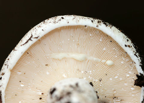 Peppery Milk-Cap - Lactifluus piperatus Dingy white cap, nearly flat, and with an inrolled margin. Whitish gills that forked and leaked copious, white latex. White, stubby stipe.

Habitat: Growing on the ground in a mixed forest (mostly oak and eastern hemlock).
https://www.jungledragon.com/image/70418/peppery_milk-cap_-_lactifluus_piperatus.html
https://www.jungledragon.com/image/70417/peppery_milk-cap_-_lactifluus_piperatus.html Geotagged,Lactifluus,Lactifluus piperatus,Peppery milk-cap,Summer,United States,mushroom