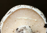 Peppery Milk-Cap - Lactifluus piperatus Dingy white cap, nearly flat, and with an inrolled margin. Whitish gills that forked and leaked copious, white latex. White, stubby stipe.<br />
<br />
Habitat: Growing on the ground in a mixed forest (mostly oak and eastern hemlock).<br />
https://www.jungledragon.com/image/70418/peppery_milk-cap_-_lactifluus_piperatus.html<br />
https://www.jungledragon.com/image/70417/peppery_milk-cap_-_lactifluus_piperatus.html Geotagged,Lactifluus,Lactifluus piperatus,Peppery milk-cap,Summer,United States,mushroom