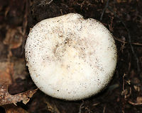 Peppery Milk-Cap - Lactifluus piperatus Dingy white cap, nearly flat, and with an inrolled margin. Whitish gills that forked and leaked copious, white latex. White, stubby stipe.<br />
<br />
Habitat: Growing on the ground in a mixed forest (mostly oak and eastern hemlock).<br />
https://www.jungledragon.com/image/70416/peppery_milk-cap_-_lactifluus_piperatus.html<br />
https://www.jungledragon.com/image/70418/peppery_milk-cap_-_lactifluus_piperatus.html Geotagged,Lactifluus piperatus,Peppery milk-cap,Summer,United States,mushroom